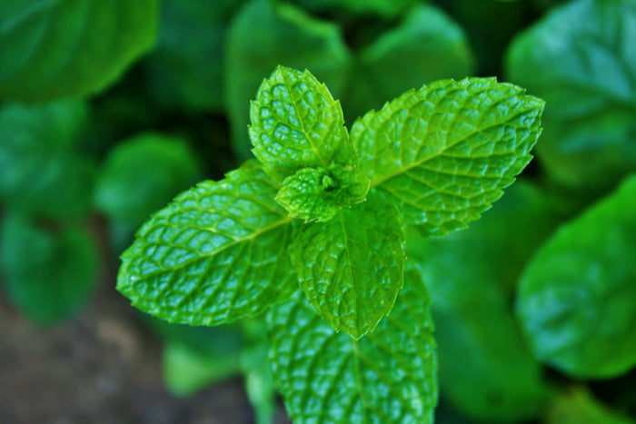 Menthe bio (qualité pharmaceutique)
