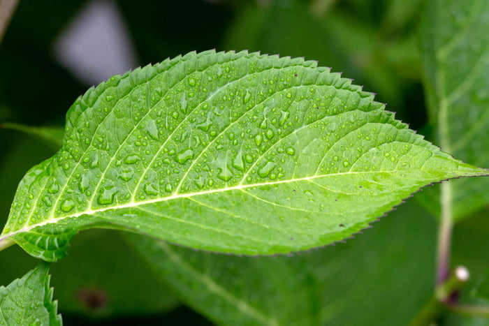 Chlorophylle (origine végétale certifiée)